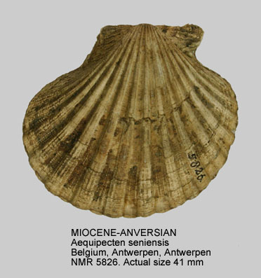 MIOCENE-ANVERSIAN Aequipecten seniensis.jpg - MIOCENE-ANVERSIANAequipecten seniensis(Lamarck,1819)